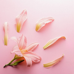Fototapeta na wymiar Beautiful blooming pink lily flowers frame, top view, copy space. Pink lily composition with petals