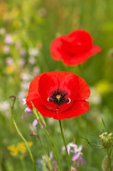 Wild red poppy blooming on summer meadow. Selective focus.