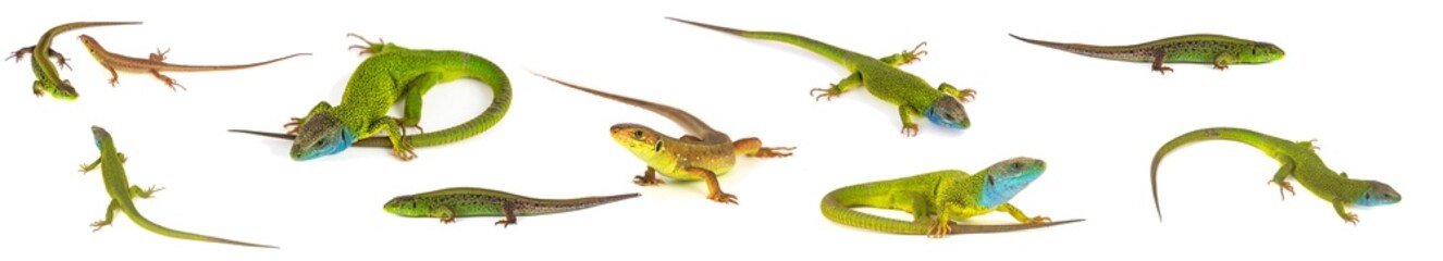 Fototapeta premium Green lizard set collection isolated on white background