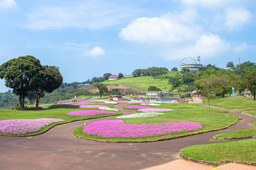 マザー牧場　ペチュニアの花