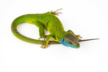 Green lizard isolated on white background