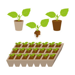Seedling and plant growing. Vector Graphics to Design.