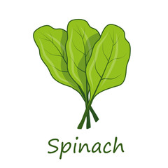 Spinach. Raw Spinach Vegetable. Fresh Spinach Vegetable. Green Vegetable for salad. Fresh Natural Vegan Product. Plant Food. Raw Vegetable. Healthy Food. Vector graphics to design.