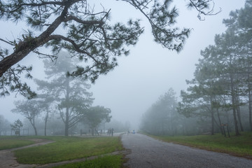 Forest path with pine and mist
