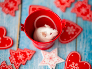 white mouse in the festive attributes of Christmas. Symbol of the new 2020