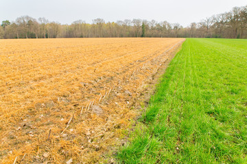 Green grass and sprayed yellow corn field