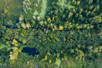 Small stream in morning forest. Drone landscape of european forest from above.