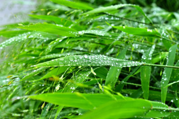  Selective focus. image. Close-up of fresh green foliage with water drops after rain - image