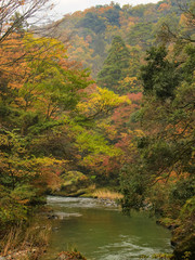 Obraz premium 大聖寺川と紅葉 山中温泉 石川県加賀市