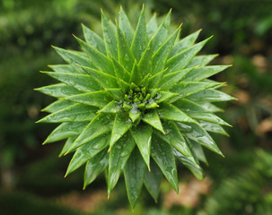 Sternförmige Sukkulente mit Regentropfen