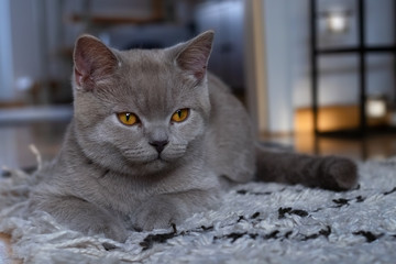 Graue Britisch Kurzhaar Katze mit kupferfarbenen Augen liegt auf einem weißen Wollteppich