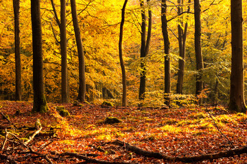 Fototapeta premium Autumn forest full of colors. Poland