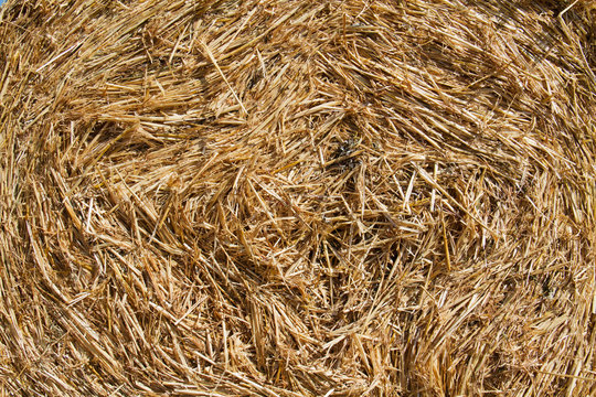 Closeup of a circular bale of hay, straw background and texture