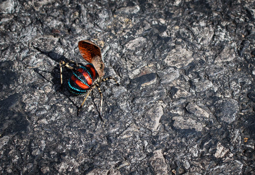 Insect Mountain Katydid, Acripeza Reticulata, Found Near Mt Hotham Victoria Australia. When Startled She Raises Her Wings To Reveal The Bright Red And Blue Colours On Her Body To Deter Any Predators 