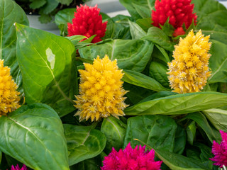 Brandschopf Celosia Federbusch Pflanze im Garten