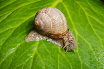 Garden snail on a large folio. Close-up