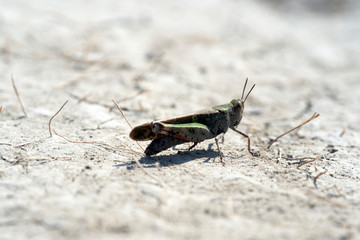 A cricket on a stone