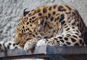 The Amur leopard is sleeping.  Amur leopard is a predatory mammal of the cat family. A unique species in danger of extinction.