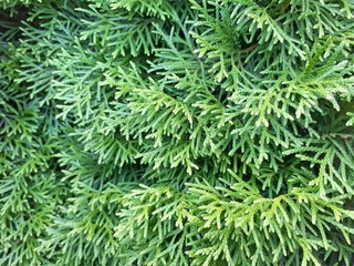 Thuja twig, Thuja occidentalis is an evergreen coniferous tree