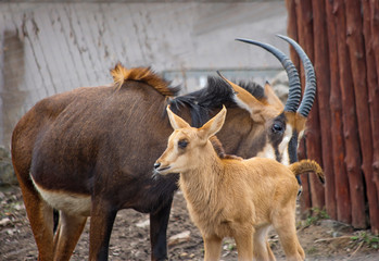 Sable antelope with calf.   Large, slender, exquisite black and white color - one of the most beautiful animals in Africa.