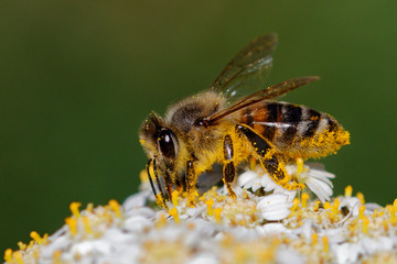 Bee on a flower, Macro