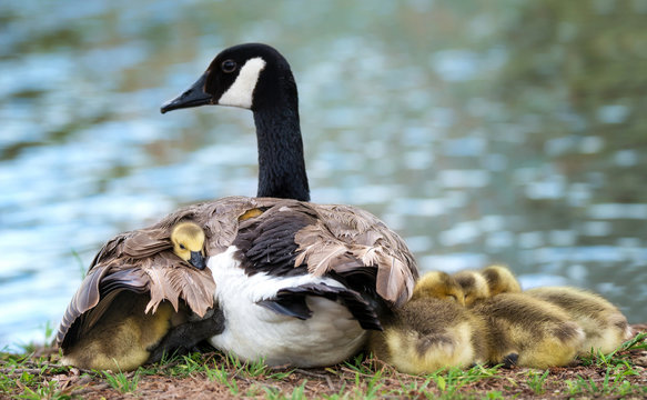 Baby Canada goose goslings snuggling under the wing of the protective mother goose