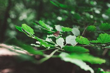 Butterfly on leaf, forest, mountain, Molina Verona Veneto Italy