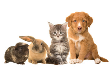 Group of different pets, a puppy, kitten, rabbit and a guinea pig