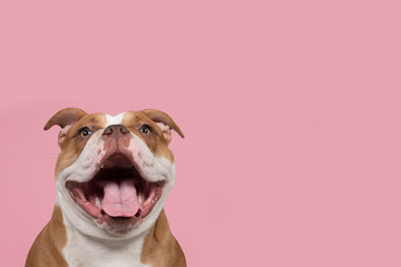 Funny portrait of an old english bulldog with a huge smile on the corner of the image on a pink background with copy spacesmile on a pink background