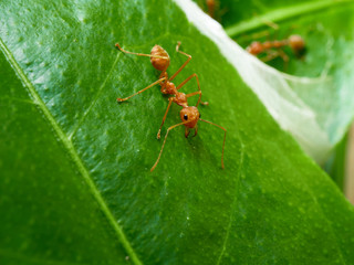 Red ants live on green leaves