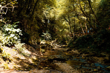 Forest of Molina Verona Veneto Italy