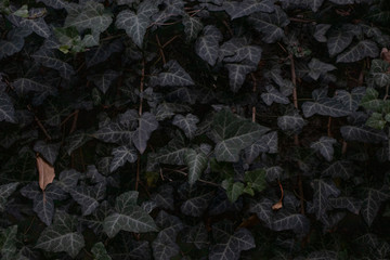 Dark leaves