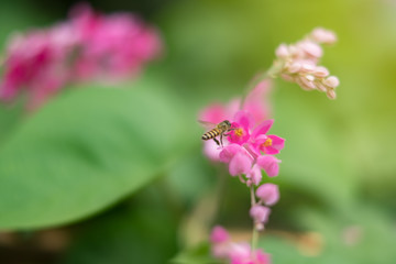 Bee is flying to absorb the pink pollen or Confederate Vine Corallita. nature wallpaper and  texture copy space.