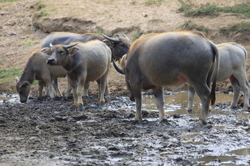 A lot of buffaloes with dry river,Thai buffalo drinking at the river,Land with dry,water in muddy 