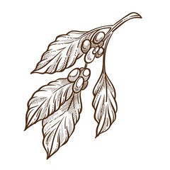 Grains or seed, coffee beans and leaves isolated sketch