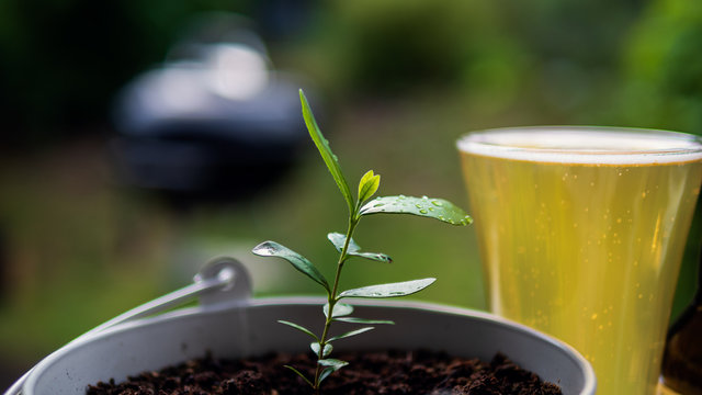 In the  foreground a Colombian Feioja plant grows steadily in a white colored pot. In the background a full glass of newly poured beer is visible.