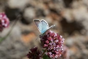 Chalkhill blue butterfly, Lysandra coridon