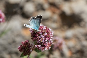 Chalkhill blue butterfly, Lysandra coridon