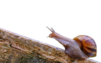 Golden Retriever dog, puppy outdoors on a sunny day.