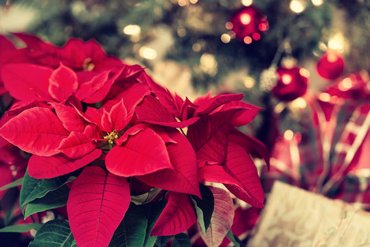 Beautiful red Poinsettia flower, Christmas Star, against festive holiday decoration background