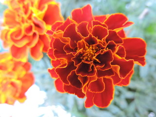 Tajete, clavel moro o clavel africano