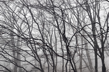 Tree branches in a foggy forest