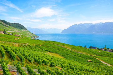 Fototapeta na wymiar Beautiful terraced vineyards on slopes of Lake Geneva. Switzerland photographed in late summer. View from village Riex. Lavaux wine region, UNESCO Heritage. Switzerland summer