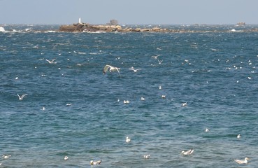 Trémazan coast, Finistère, Brittany, France