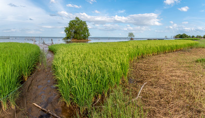 Obraz premium Rice field by the lake at Pakpra village.