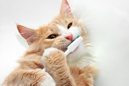 red cat playing with toothbrush in white bath tub