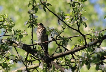 bird on branchbird, nature, tree, animal, wildlife, hawk, branch, beak, wild, birds, eagle, owl, sky, raptor, falcon, young, feather, forest, brown, predator, small, eye, sparrow