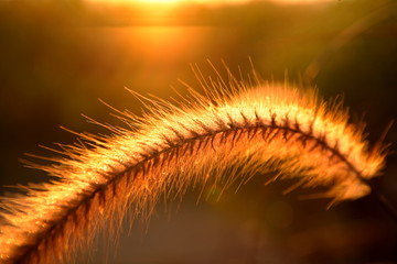 Super close up Grass flower on Sunset background