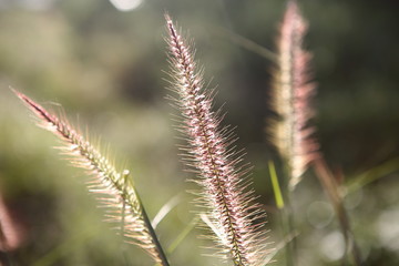 Super close up Grass flower