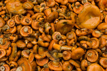 red pine mushroom background closeup